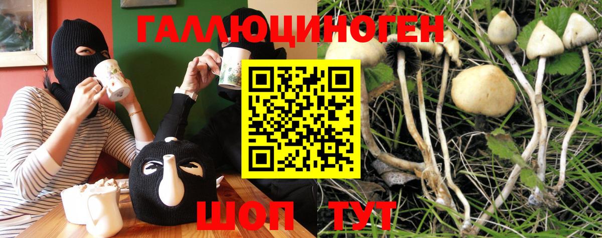 Тосно  Псилоцибиновые грибы Psilocybine cubensis  Вход с VPN  Галлюциногенные грибы Psilocybine cubensis 